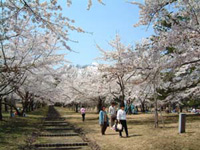 岩木山桜林公園（青森県弘前市の公園）