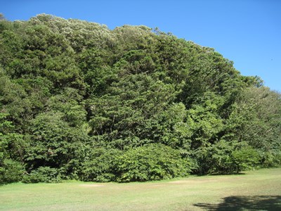 逗子市 池子の森自然公園の画像3