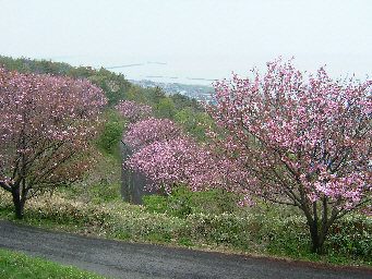 村上市 諸上寺公園の画像1