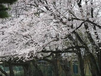 我孫子市 気象台記念公園の画像3